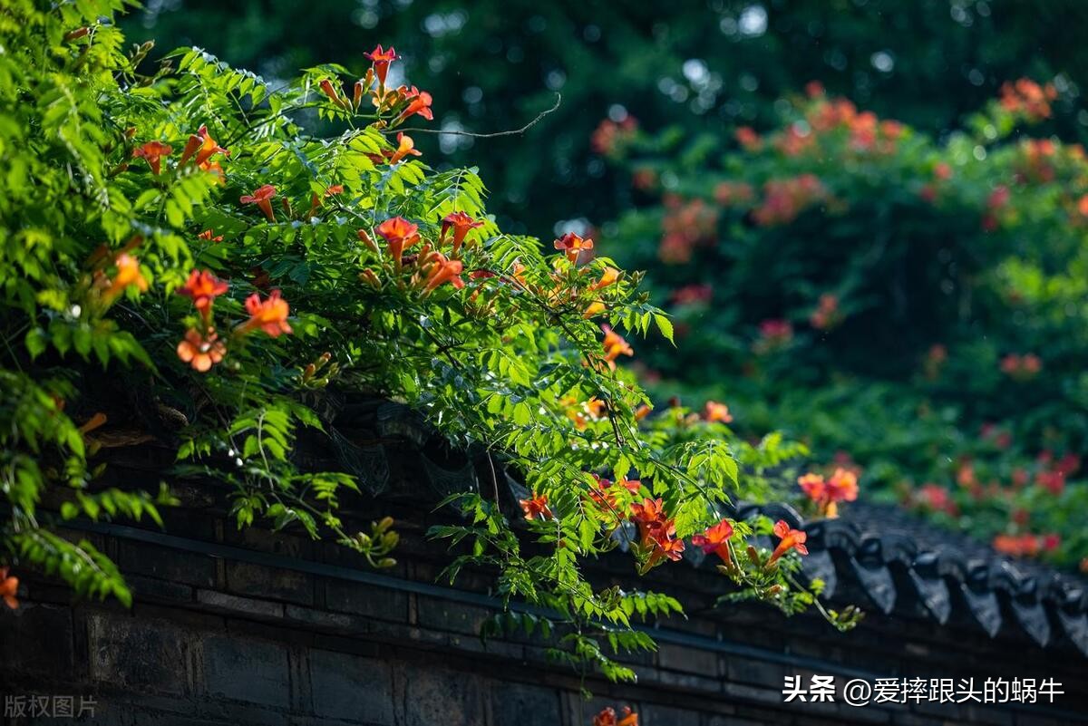 夏日里盛开的凌霄花,绚烂开放的凌霄花