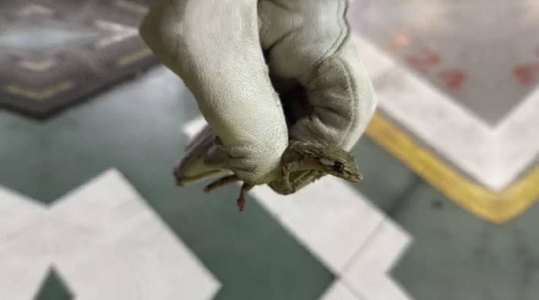 为什么壁虎也在五毒之中,壁虎为啥是五毒