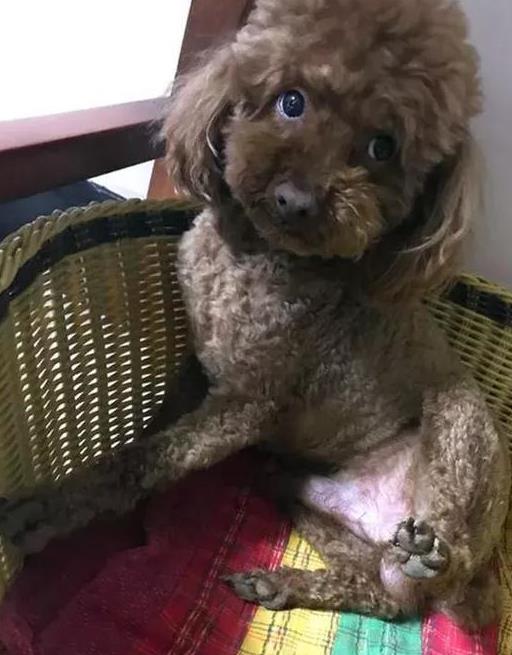 领养的泰迪咬人多次还要继续养吗,泰迪突然开始咬人了是不是打多了