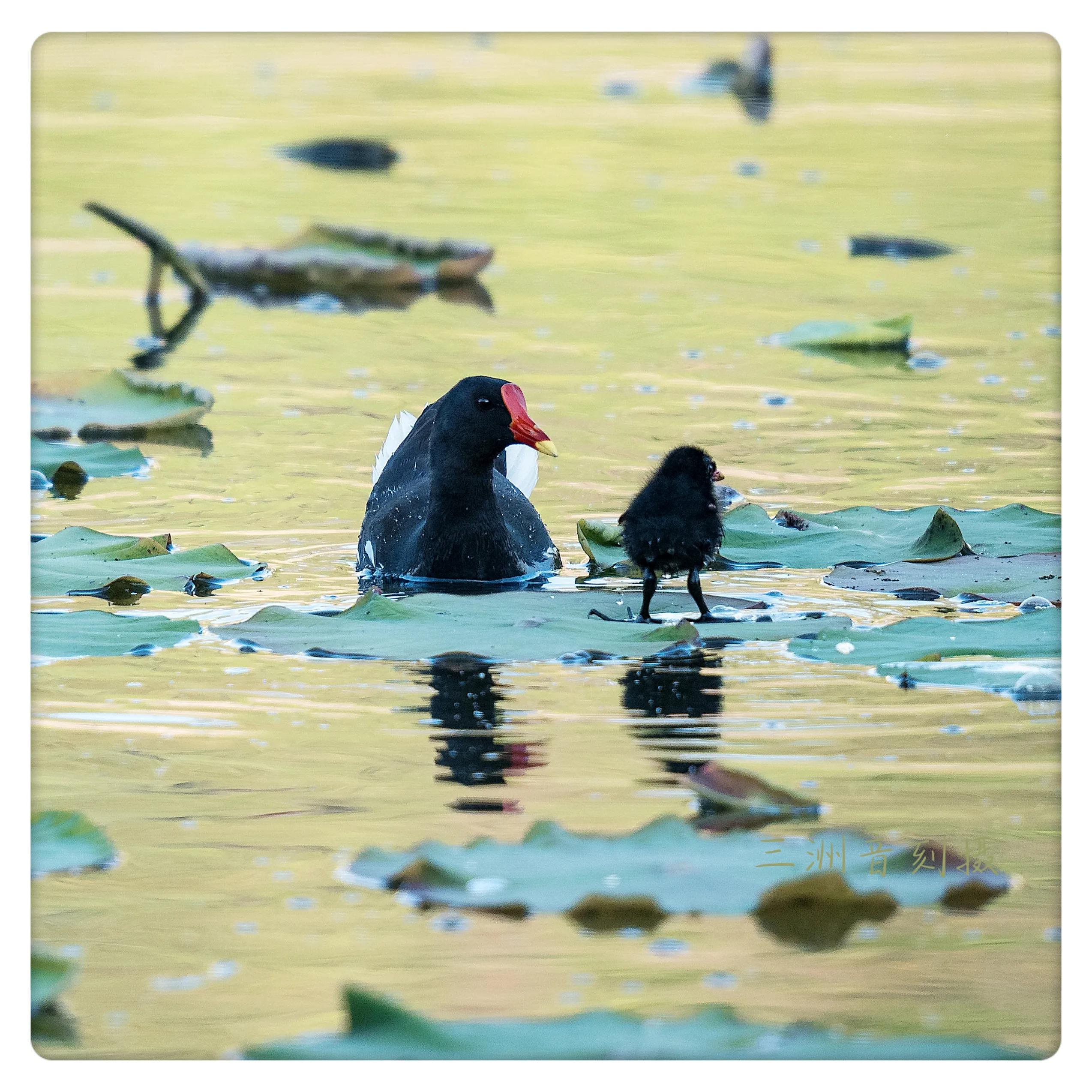上海市嘉定区安亭国际汽车城,上海嘉定安亭国际汽车城