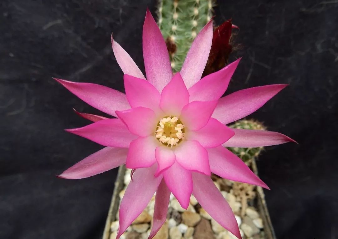 200种·仙人球开花图鉴，大开眼界，美到爆