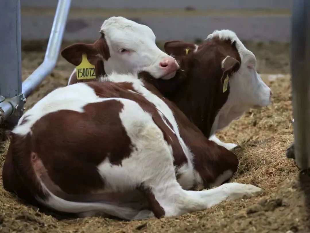 春天每个孩子都该补钙吗,春天补钙最好时机