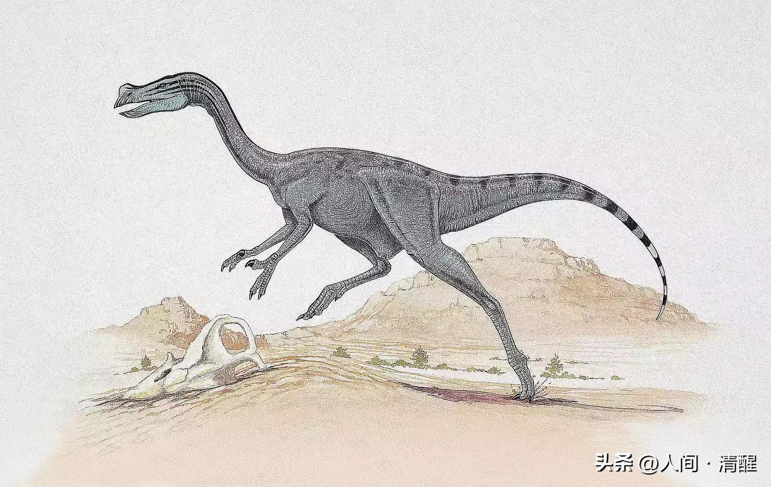 有羽毛的恐龙化石是什么样子的,有羽毛的恐龙的化石的样子