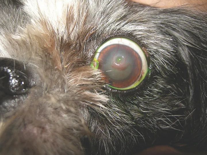 犬角膜溃疡能用激素吗,眼角膜溃疡怎么治