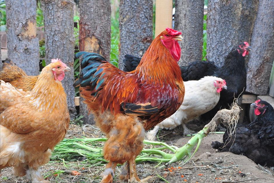 超市便宜的鸡蛋和贵的有什么区别,鸡蛋是买大点的好还是小点的好