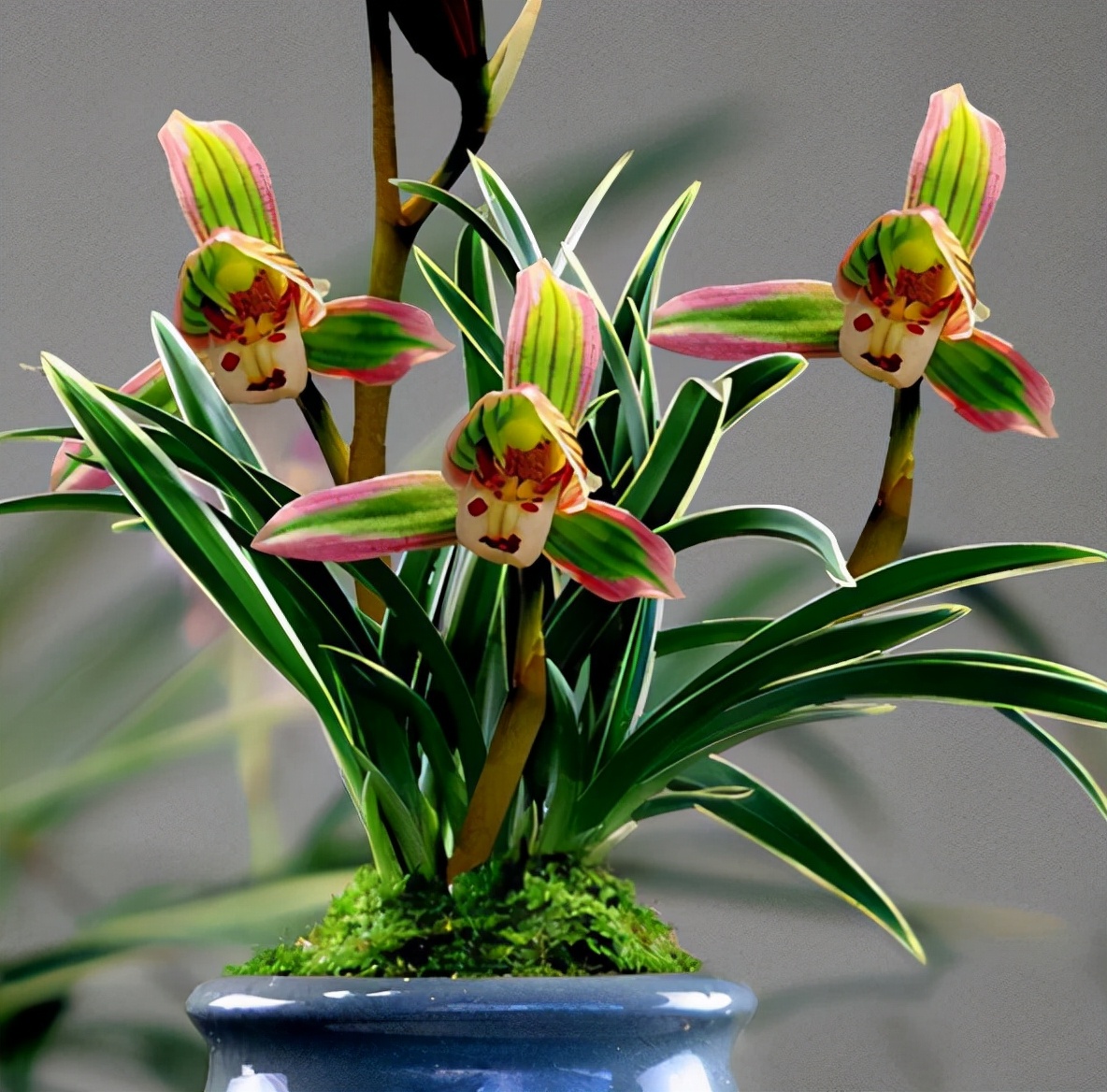 帝王妃金边矮种兰花带花苞,金边兰花帝王妃几月开花