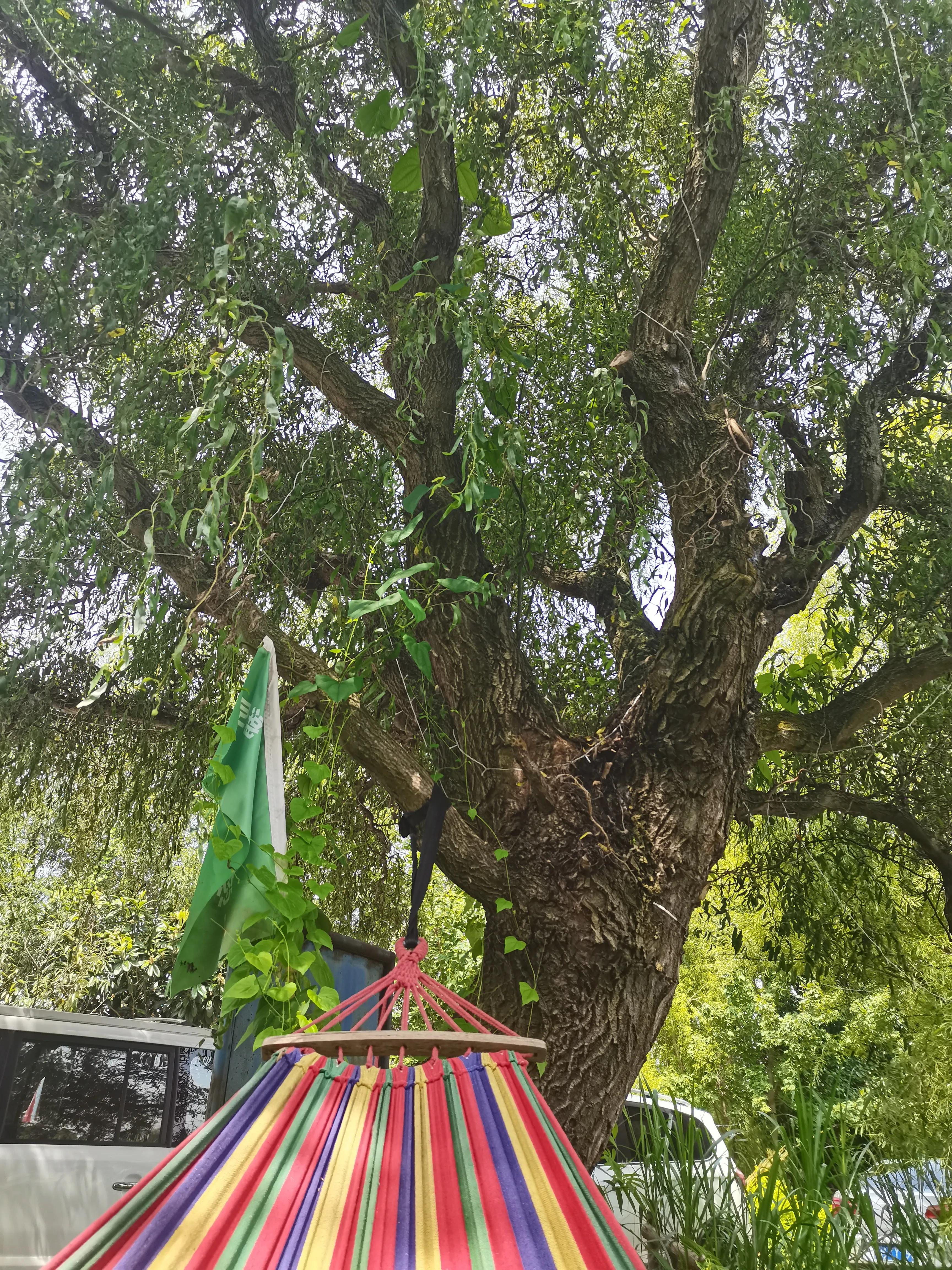 株洲附近休闲度假好去处,休闲度假好去处桥头莲湖荷花盛放