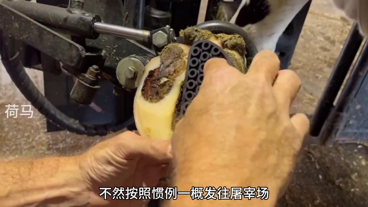 老牛得了脚疼病，希望它能康复！#修牛蹄