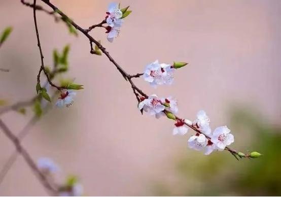 双春年和寡妇年是一个意思吗,一年两个春有什么说法