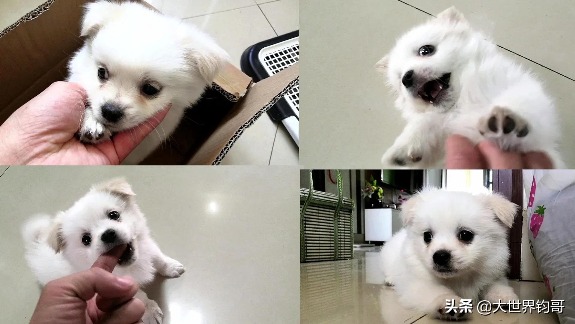 法斗幼犬得了细小治疗成功率多少,我家狗狗得了细小突然咬我一下