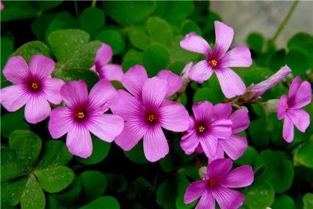 传说中的幸运有什么用,传说中的幸运原石