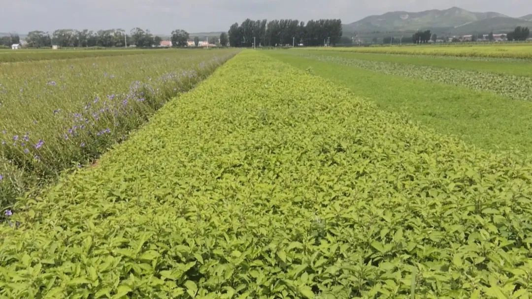 鑻﹁嵂鏉愮鍑虹敎鐢熸椿,鑻﹁嵂鏉愮鍑虹敎鏃ュ瓙