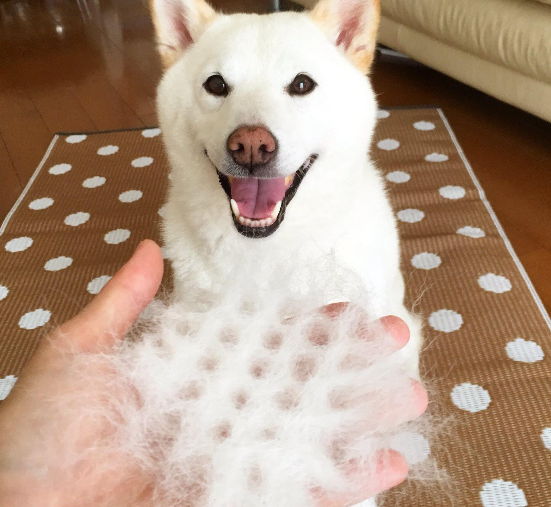 新手必看纯种柴犬到底怎么辨别,教你如何辨别纯种柴犬和串串