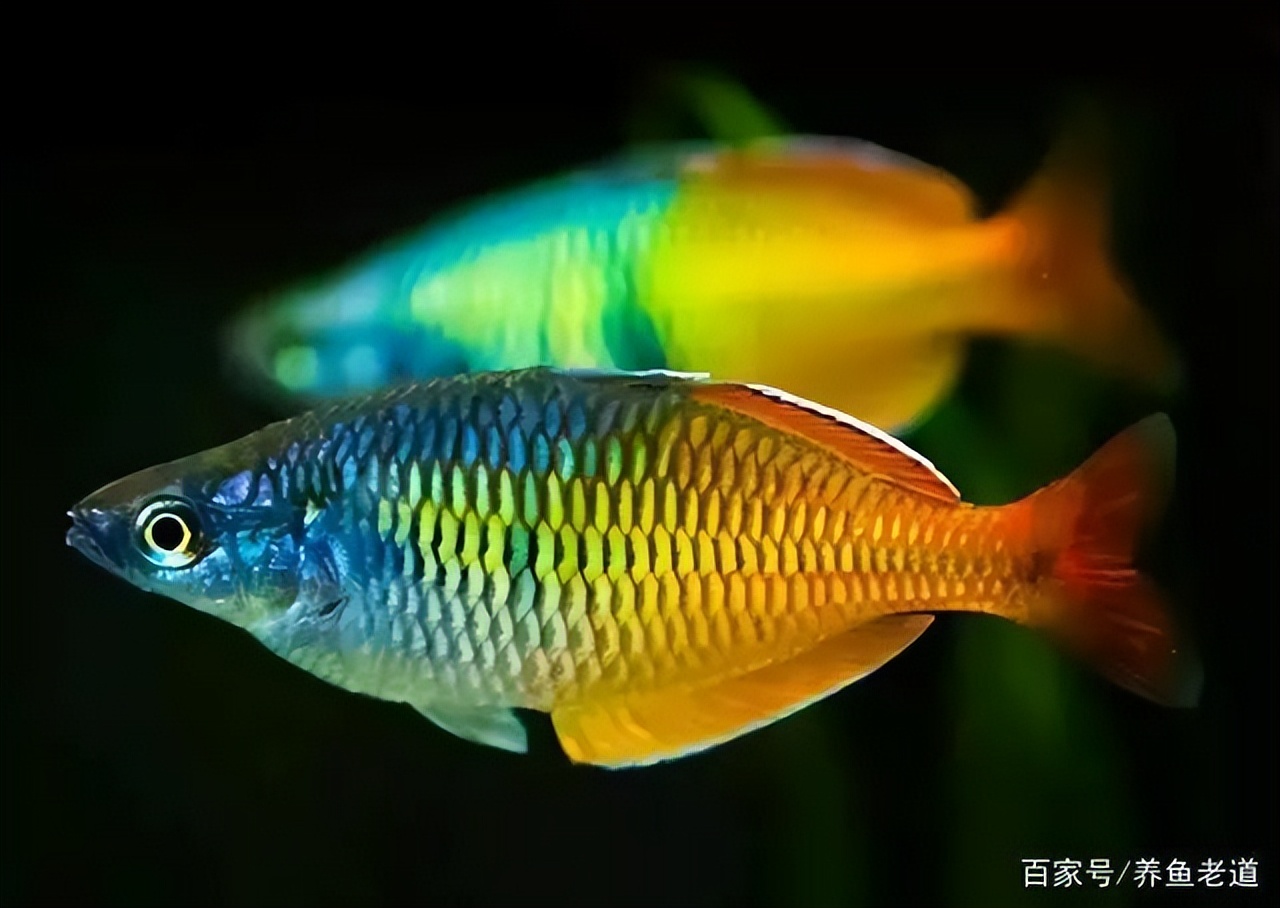 最佳的美人鱼观赏鱼,最漂亮淡水鱼观赏鱼