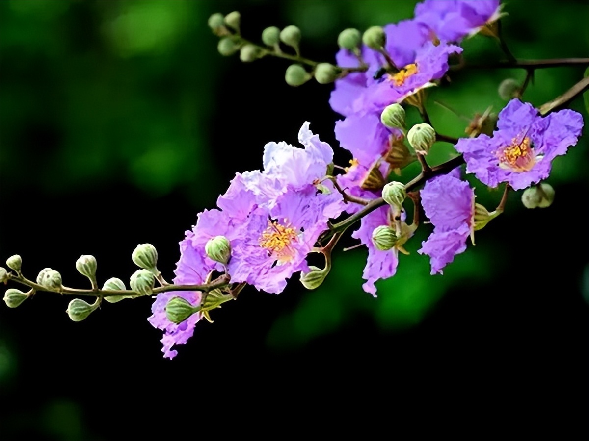 新房装修适合摆放的花,装修完室内放什么花净化空气