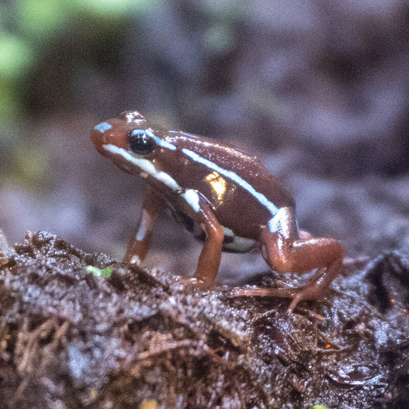 箭毒蛙为什么成为濒危动物,箭毒蛙世界上最毒的蛙