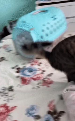 原来猫咪也有弱智的表现,猫咪很虚弱该怎么救活它