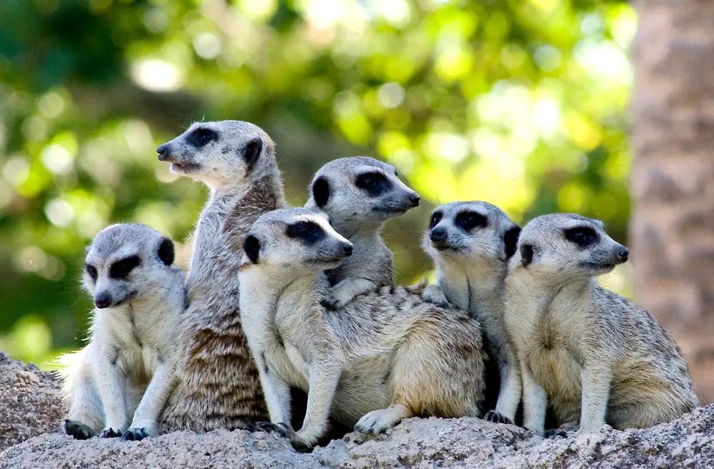 澳大利亚泛滥成灾的马,澳大利亚野马价格表