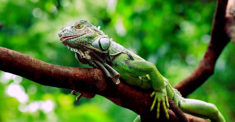 住野趣C位-广州长隆酒店！含高级客房+童趣乐园+广州长隆园区门票