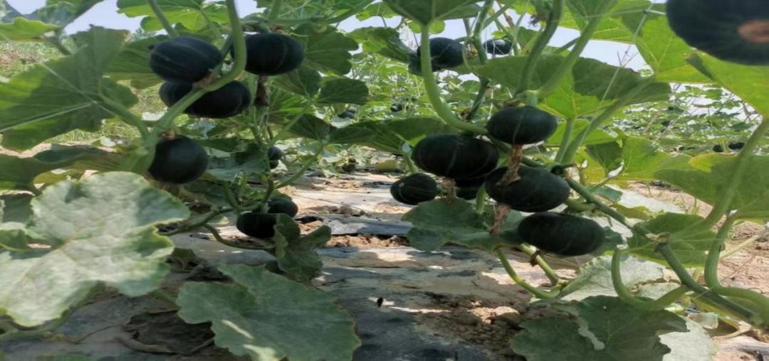 消费帮扶助力乡村振兴,消费帮扶助力乡村振兴视频推介会