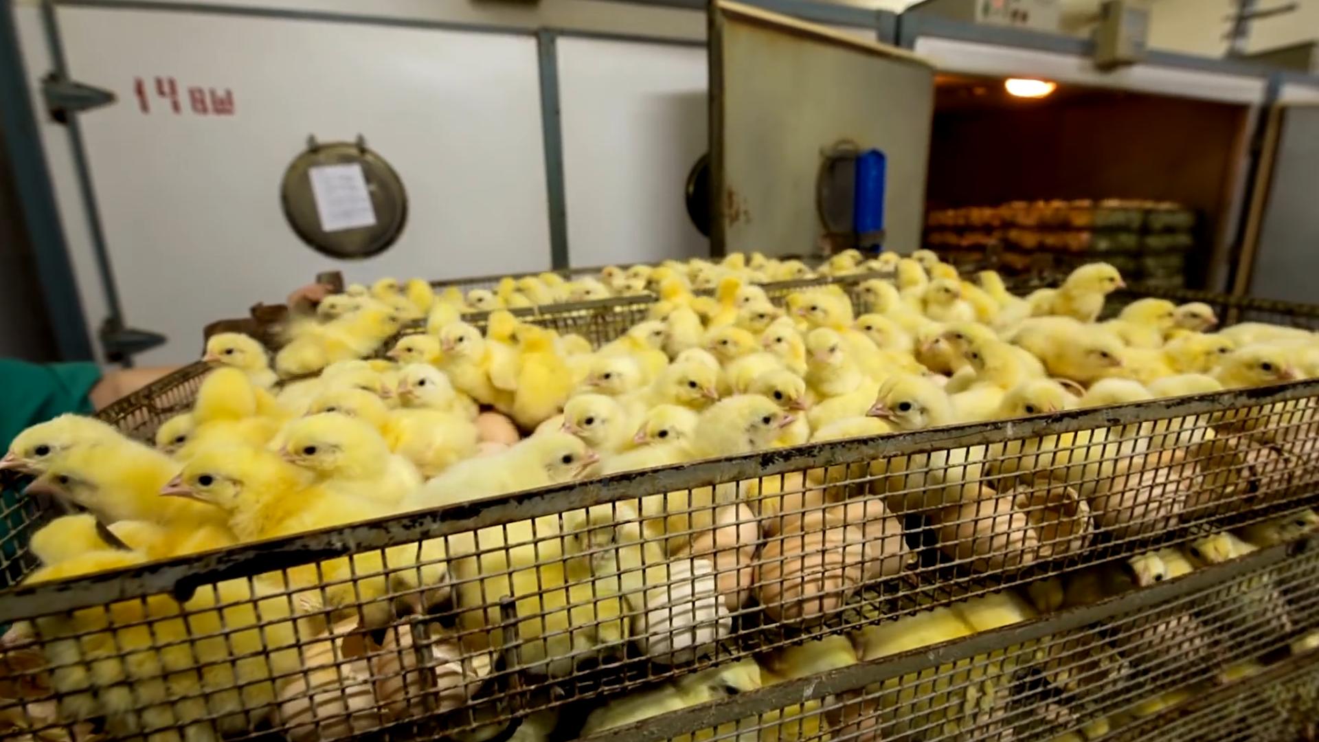 学校门口买的小彩鸡为什么养不活,学校门口的彩色小鸡为什么不能买