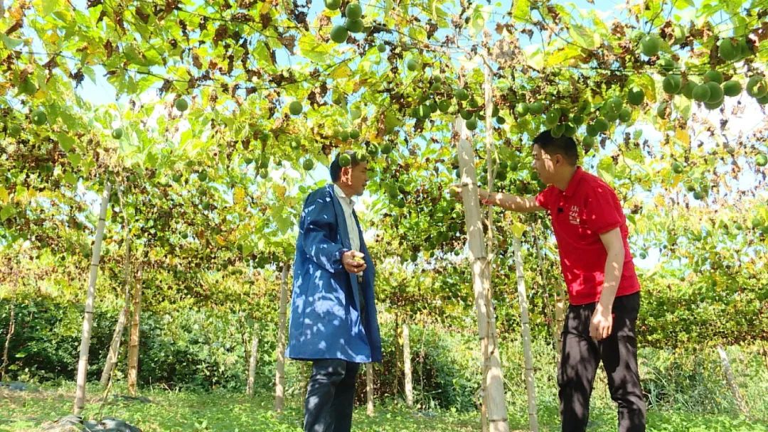 基层工作经历驻村第一书记,退役军人村书记爱岗敬业