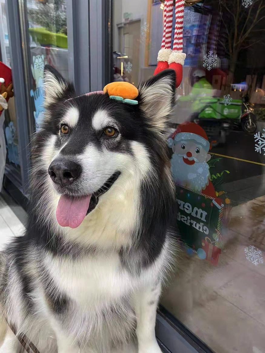 狗粮怎么挑选狗粮避坑指南,狗粮怎么选湿粮和干粮呢