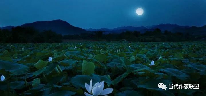 「当代作家联盟」王永跃散文《荷塘月色》2073期