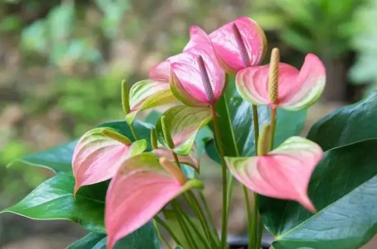 什么花做花墙最好种植,打造花园阳台推荐养什么花