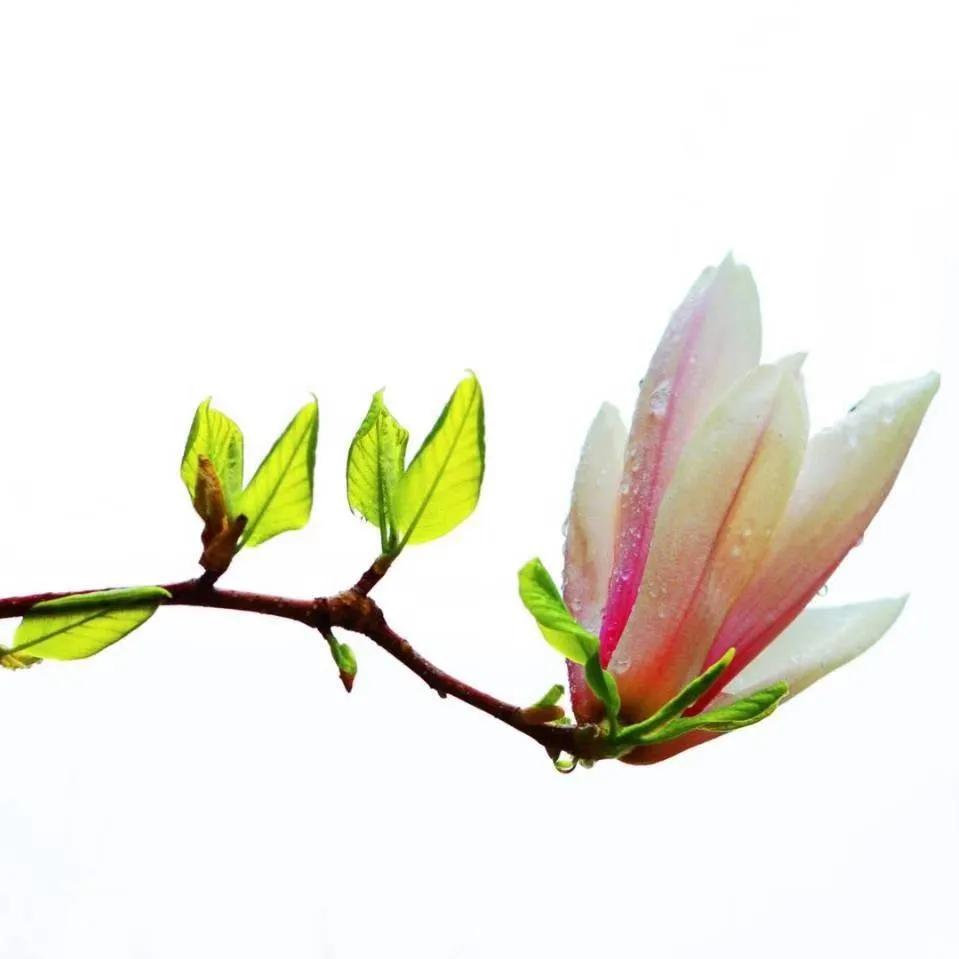 对音乐人的鼓励,我对音乐有自己的想法