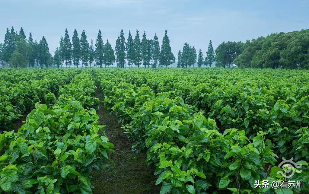 喜迎二十大｜大美中国苏州篇——吴江：风起长三角丝绸之府的十年“蝶变”路