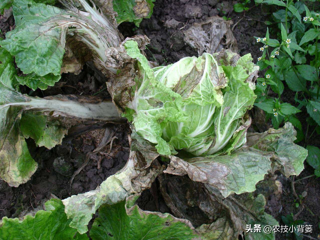 大白菜软腐病怎么防效果好,怎么预防大白菜软腐烂根病