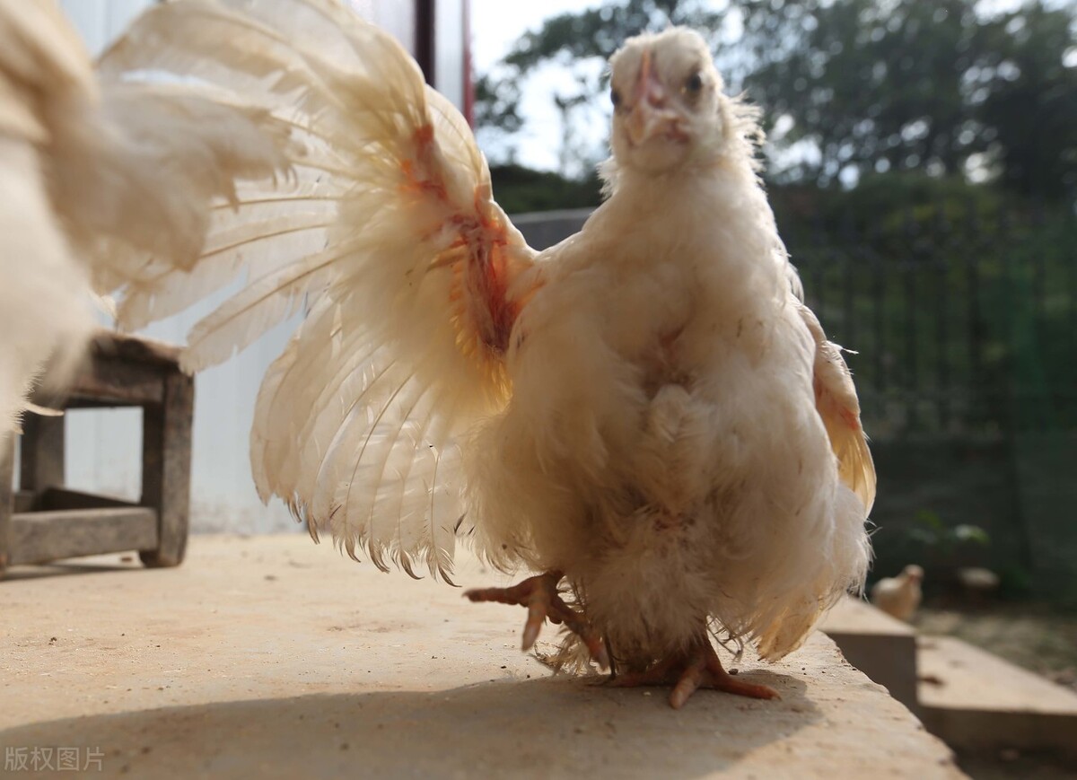 禽病诊断要点大全,十种常见禽病防控与治疗