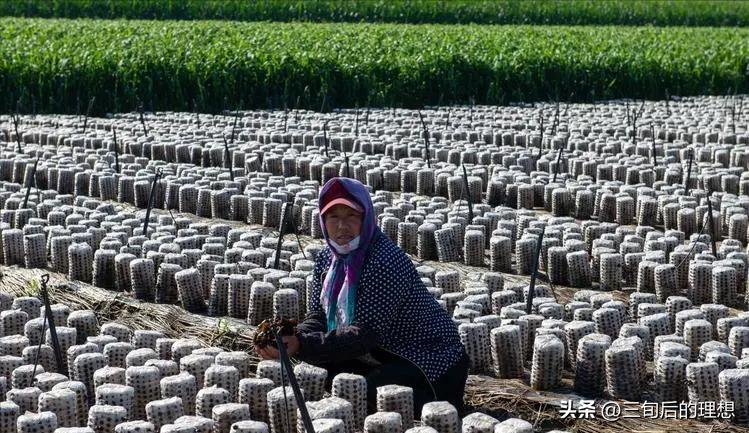 种植木耳和野生木耳,种植木耳的技术要点是什么