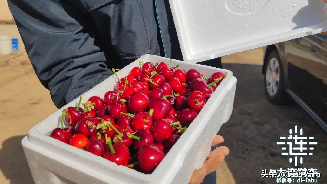 久等了！大连“早春第一果”