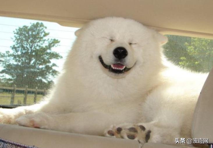 萨摩耶开始掉毛,萨摩耶铲屎官报道