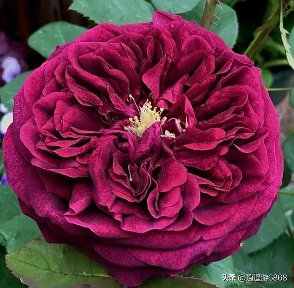 月季花美图,皇宫月季花花苞不密集