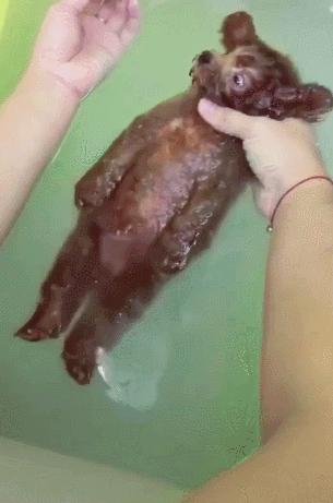 泰迪洗澡十大禁忌,注意泰迪犬洗澡7大误区劝你别犯