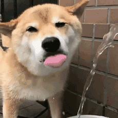 狗狗夏季消暑衣服,夏季狗狗防暑小秘籍