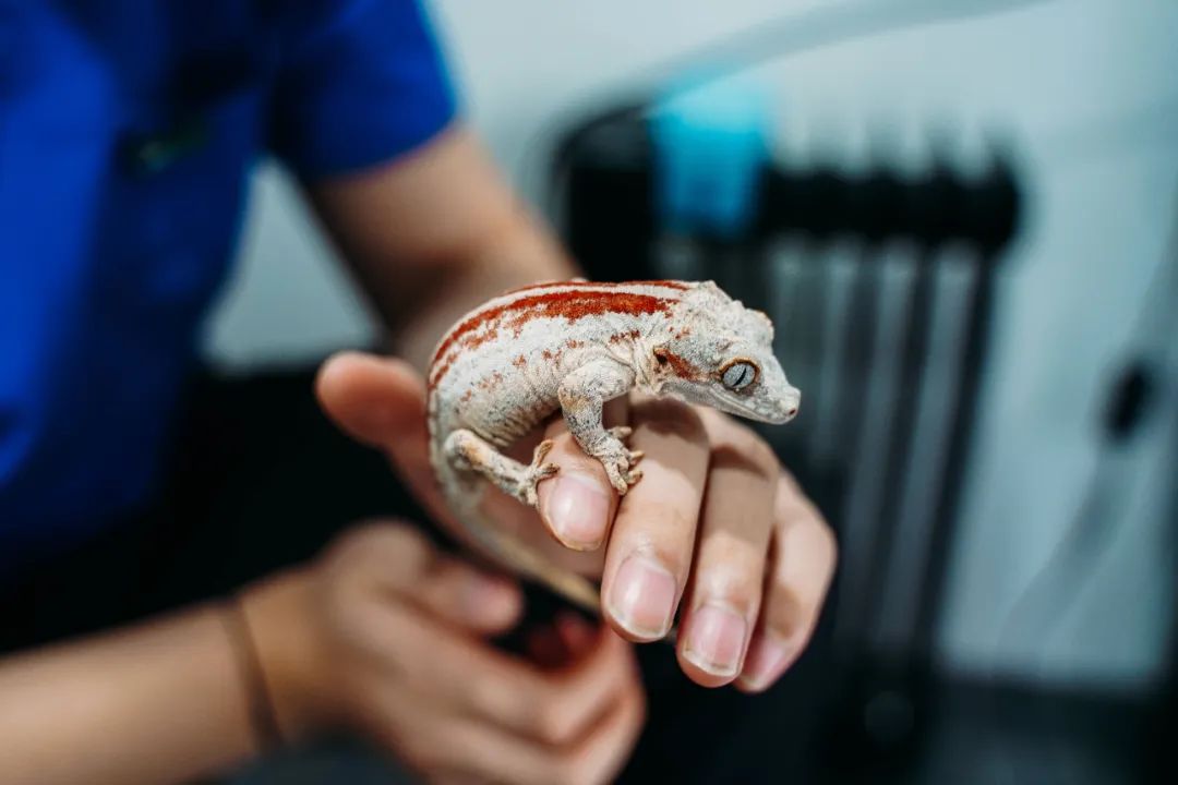 给壁虎接生、帮乌龟切肿瘤……上海异宠医院的一天