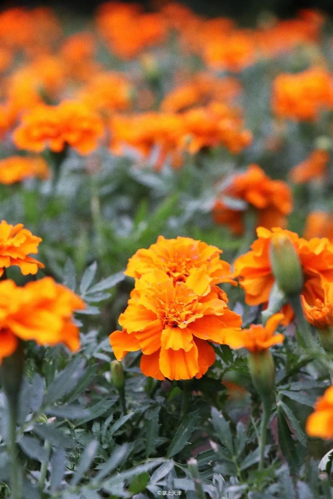 天津和平药业有限公司,天津和平有限公司