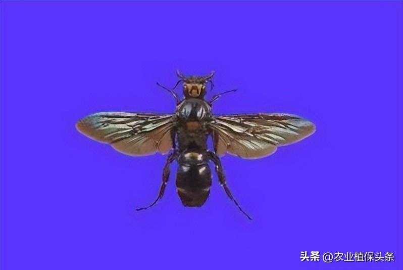 螨类害虫的农业防治措施,农业昆虫与害虫防治