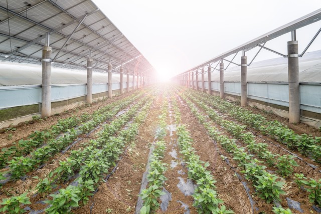 农业生态健康食品,有机健康农产品走向千家万户