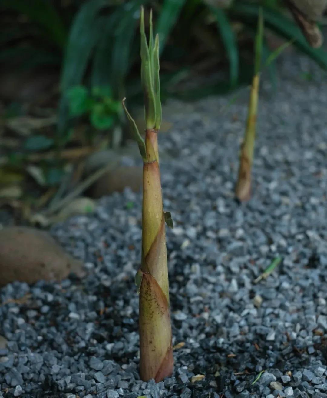 裁红点翠指的生肖,成语裁红点翠