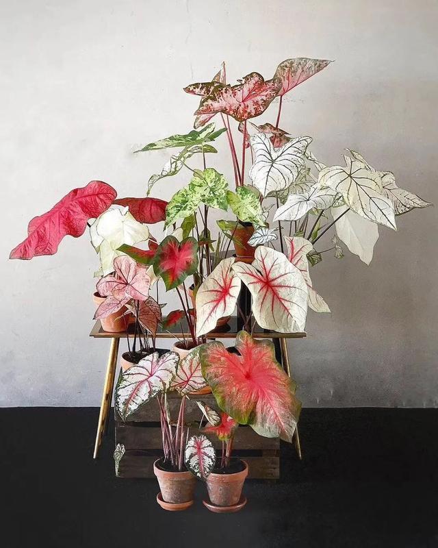 适合室内养的耐阴花和植物,就养这10种耐阴花比绿萝都好养