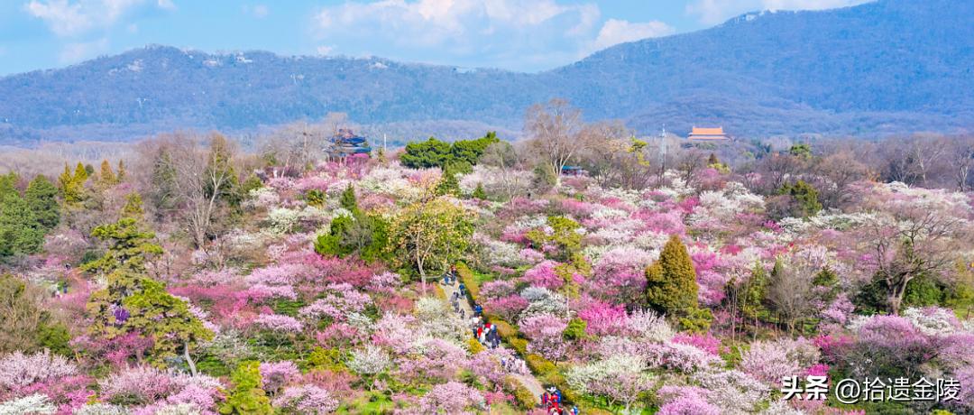 南京看梅花的地方,南京梅花里房价