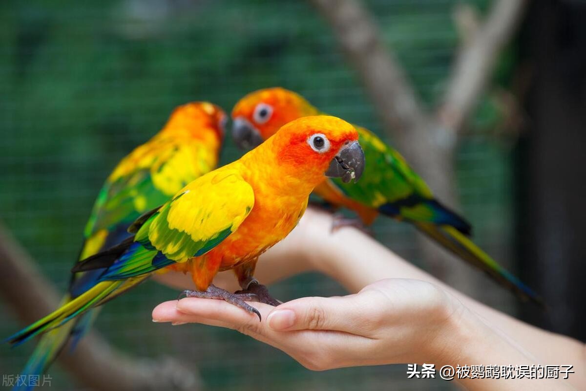 新手入门鹦鹉推荐,适合新手入门鹦鹉有哪些