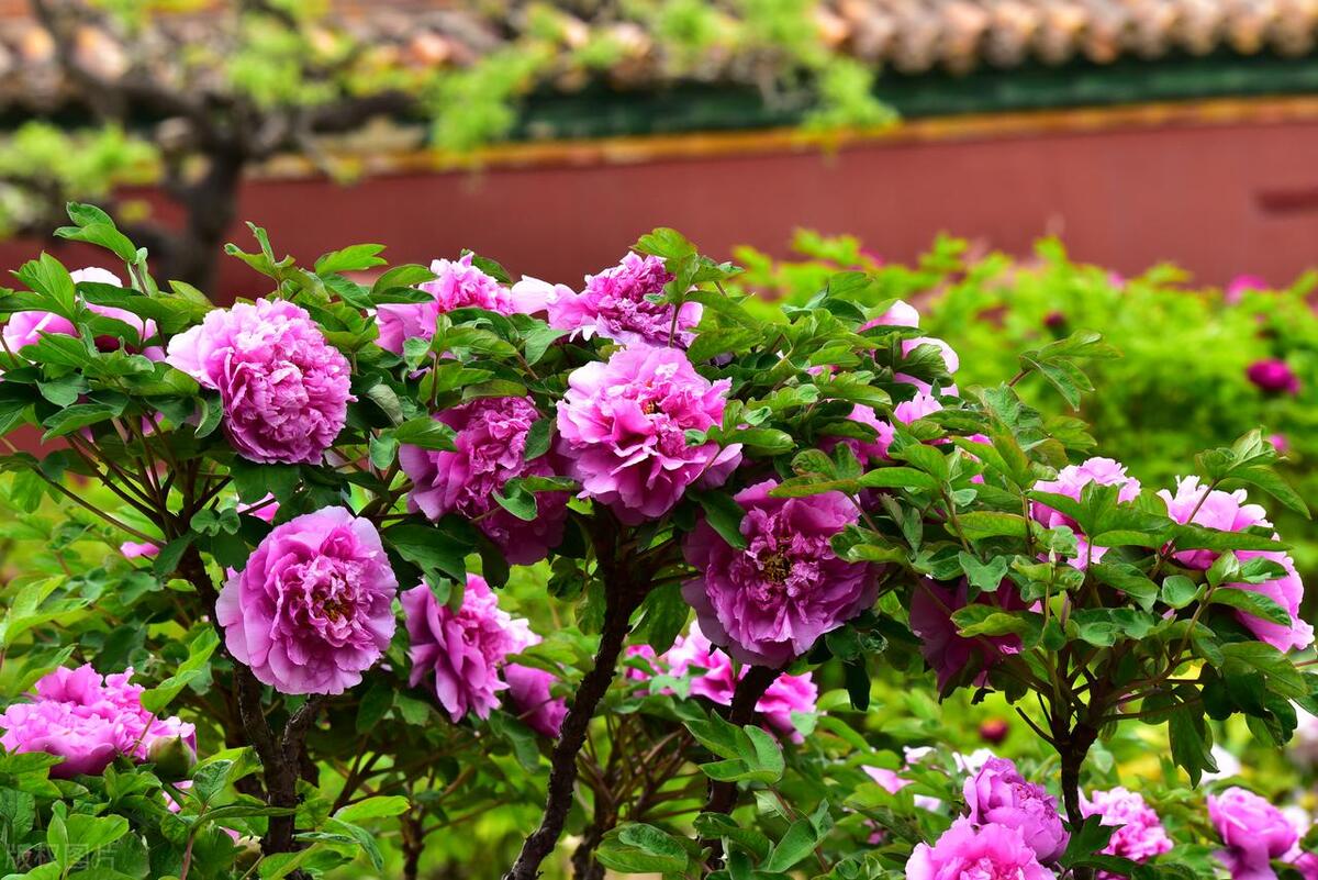 人间最美五月天春季赏樱正当时,5月北京三大赏花公园