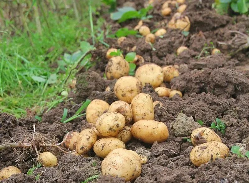 滚来滚去的小土豆三年级下册语文,滚来滚去的小土豆三年级