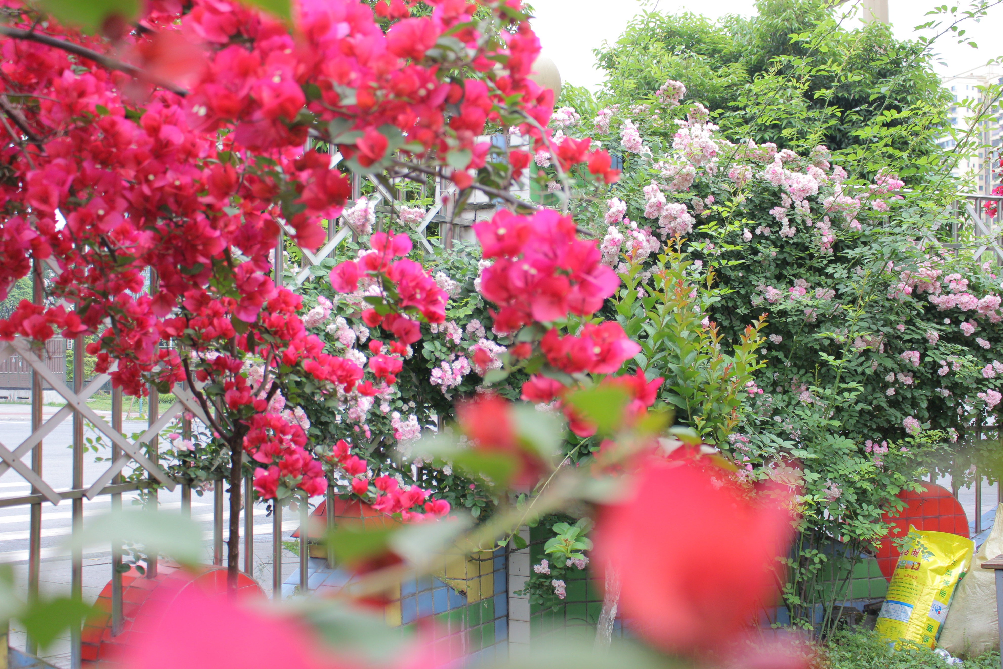 当古诗词遇上六一儿童节的浪漫,充满诗情画意的童年